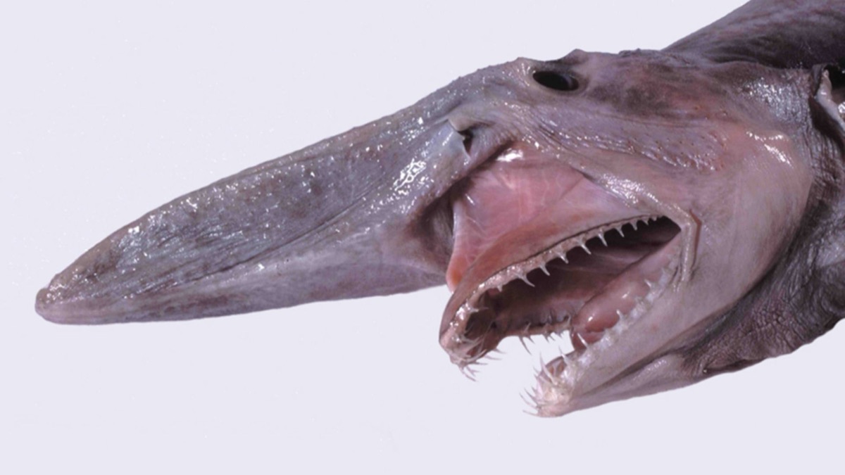 The 5 Oldest Sharks Still Swimming In Our Waters