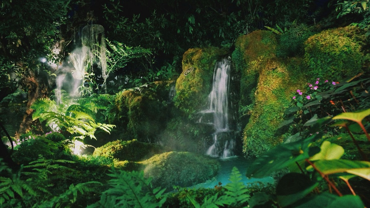 5 Cool Facts About Our Planet's Rainforests