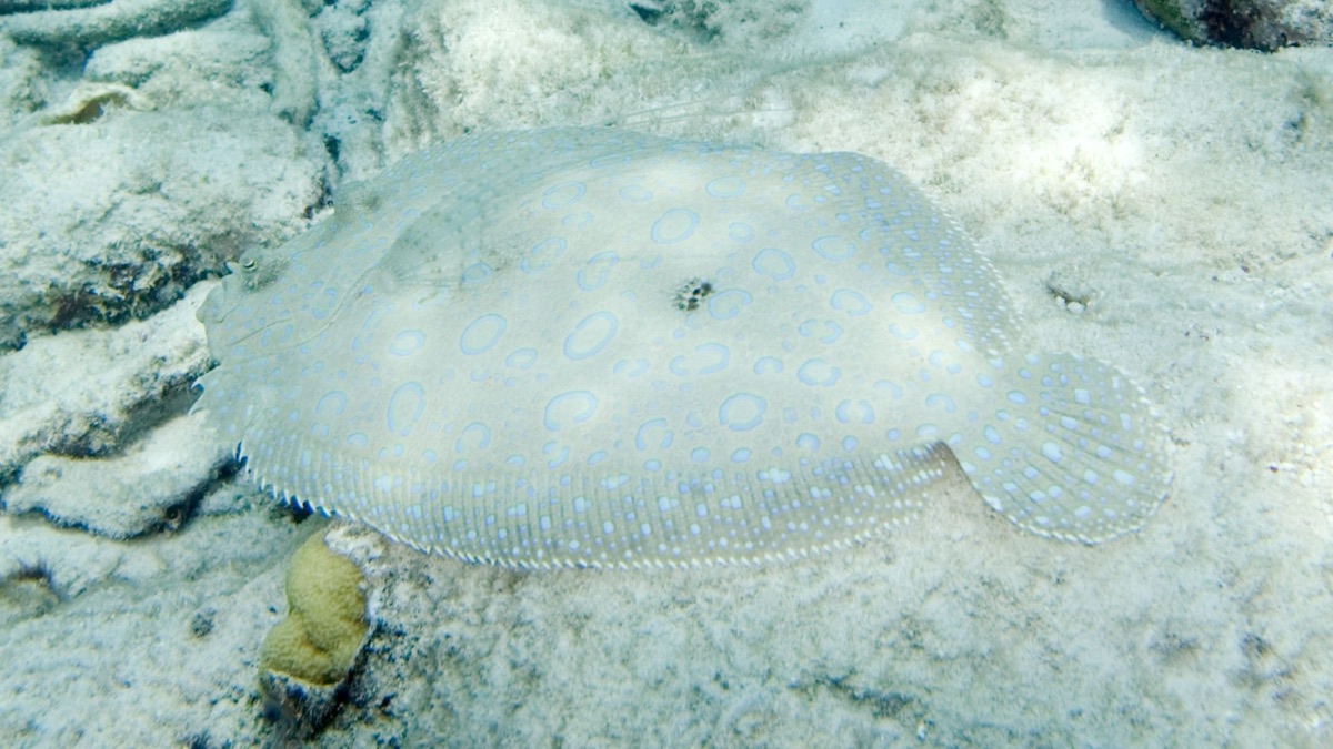 5 Fish That Are Masters Of Disguise