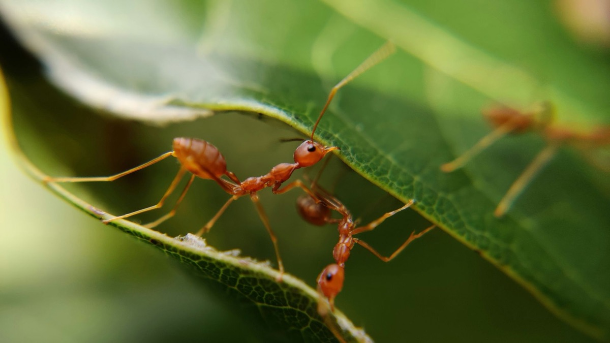 5 Critters You’ll Usually Find In Your Backyard