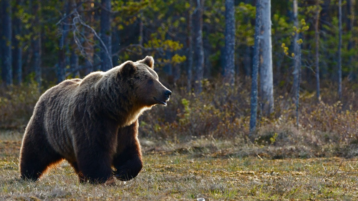 5 Things To Do If You Ever See A Bear In Your Backyard