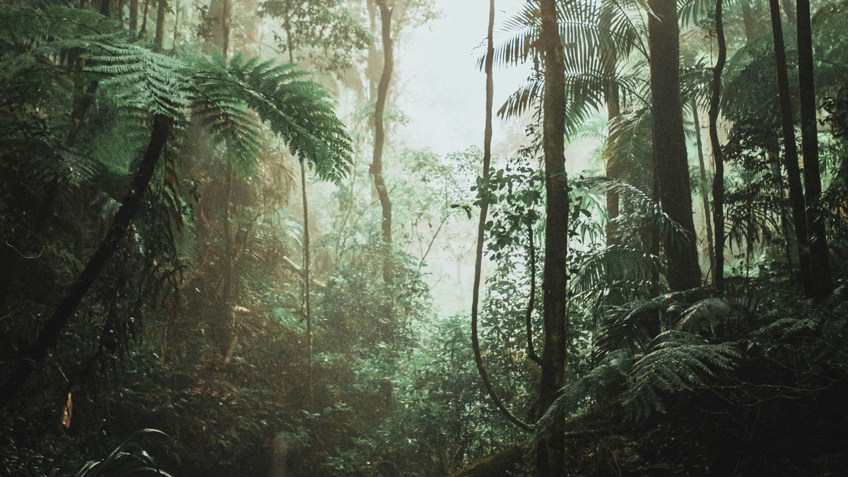 5 Cool Facts About Our Planet's Rainforests