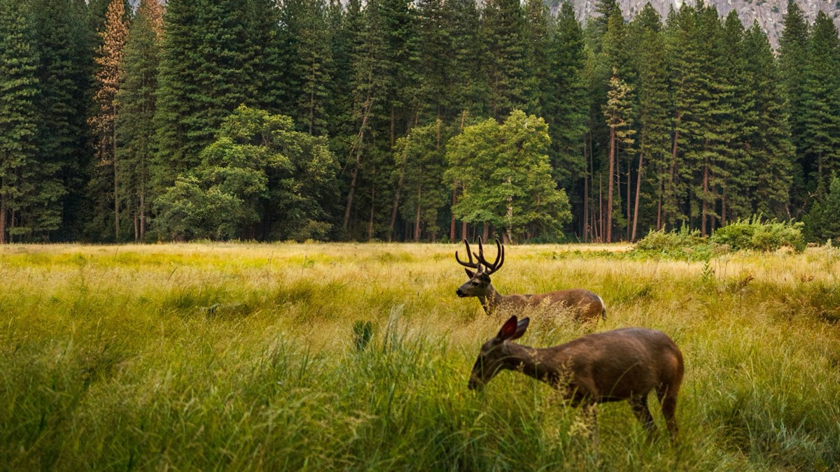 5 Ways To Appreciate Nature More