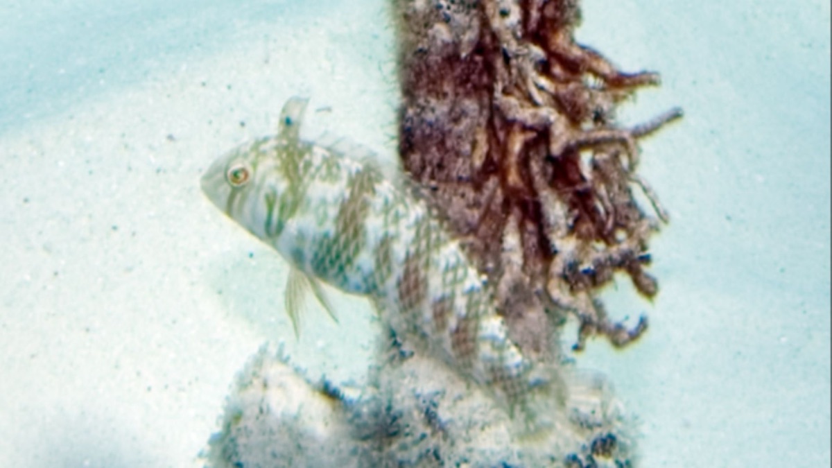 5 Fish That Are Masters Of Disguise