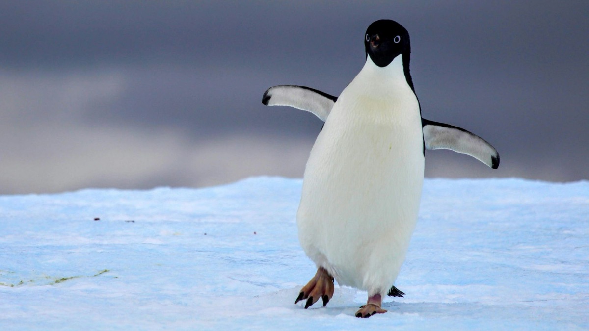 5 Cool Facts About Penguins