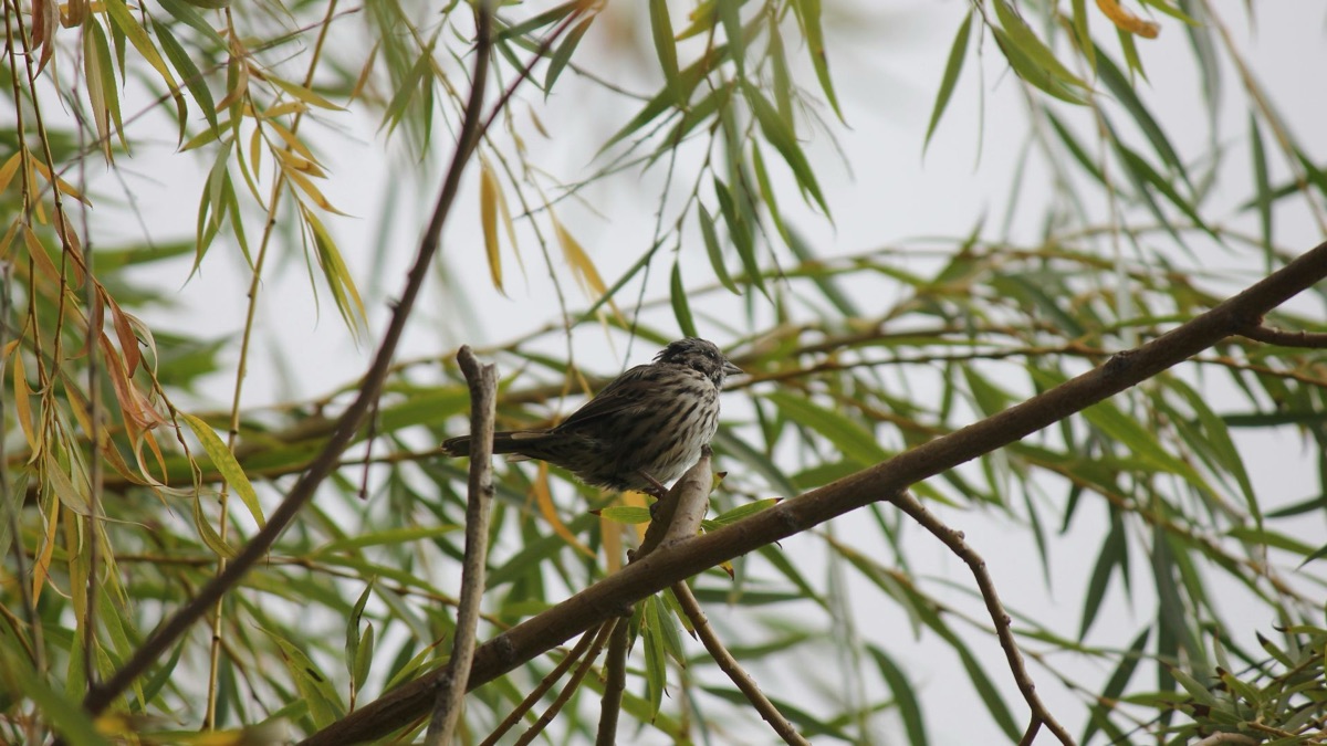 5 Critters You’ll Usually Find In Your Backyard
