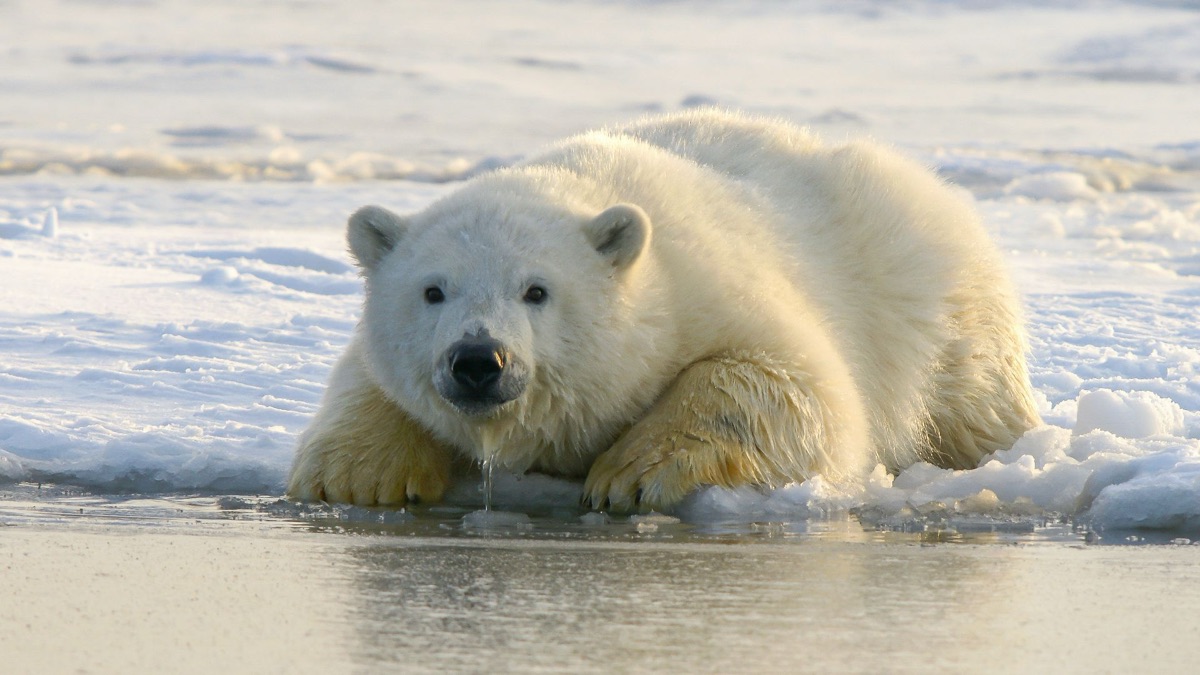 5 Sad Facts About Global Warming